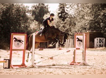 Cavallo da sella tedesco, Castrone, 10 Anni, 172 cm, Baio scuro