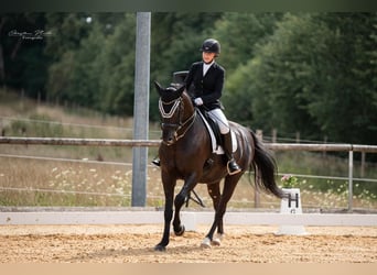Cavallo da sella tedesco, Castrone, 10 Anni, 173 cm, Morello
