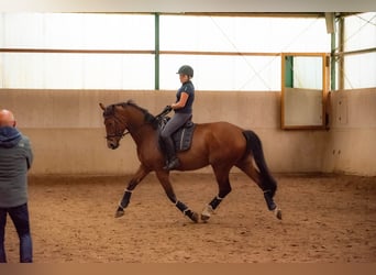 Cavallo da sella tedesco, Castrone, 10 Anni, 174 cm, Baio