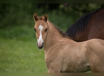 Cavallo da sella tedesco, Castrone, 11 Anni, 158 cm, Pelle di daino