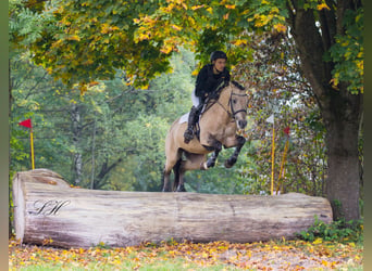 Cavallo da sella tedesco, Castrone, 11 Anni, 158 cm, Pelle di daino