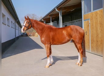 Cavallo da sella tedesco, Castrone, 11 Anni, 161 cm, Sauro