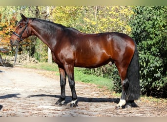 Cavallo da sella tedesco, Castrone, 11 Anni, 165 cm, Baio