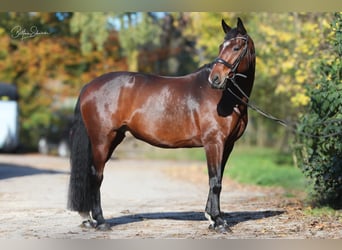 Cavallo da sella tedesco, Castrone, 11 Anni, 165 cm, Baio