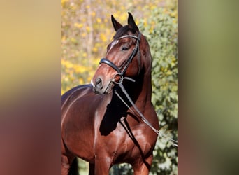 Cavallo da sella tedesco, Castrone, 11 Anni, 165 cm, Baio