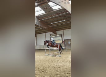 Cavallo da sella tedesco, Castrone, 11 Anni, 165 cm, Baio