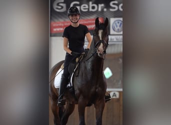 Cavallo da sella tedesco, Castrone, 11 Anni, 167 cm, Baio scuro