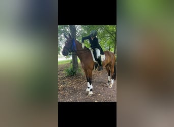 Cavallo da sella tedesco, Castrone, 11 Anni, 172 cm, Baio scuro