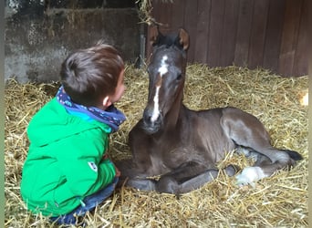 Cavallo da sella tedesco, Castrone, 11 Anni, 175 cm, Baio nero