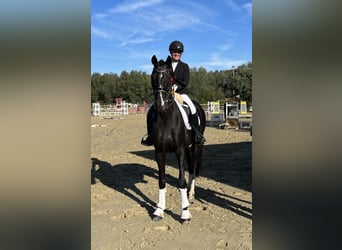 Cavallo da sella tedesco, Castrone, 11 Anni, 175 cm, Baio nero