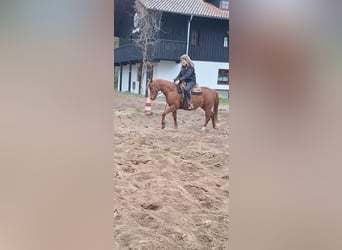 Cavallo da sella tedesco, Castrone, 12 Anni, 145 cm, Sauro