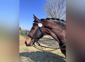 Cavallo da sella tedesco, Castrone, 12 Anni, 168 cm, Baio scuro
