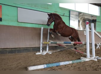 Cavallo da sella tedesco Mix, Castrone, 14 Anni, 158 cm, Sauro
