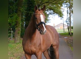 Cavallo da sella tedesco, Castrone, 15 Anni, 165 cm, Sauro scuro