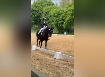 Cavallo da sella tedesco, Castrone, 16 Anni, 166 cm, Baio scuro