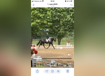 Cavallo da sella tedesco, Castrone, 16 Anni, 166 cm, Baio scuro