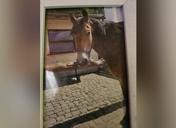 Cavallo da sella tedesco Mix, Castrone, 16 Anni, 172 cm, Baio scuro