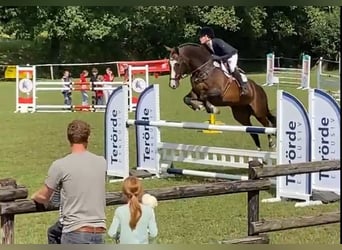 Cavallo da sella tedesco, Castrone, 16 Anni, 173 cm, Baio