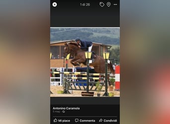 Cavallo da sella tedesco, Castrone, 18 Anni, 178 cm, Sauro