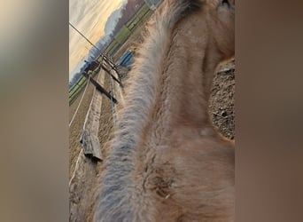 Cavallo da sella tedesco, Castrone, 1 Anno, 165 cm, Pelle di daino