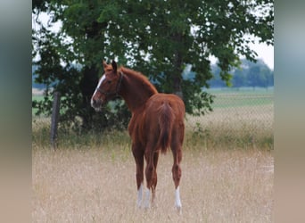 Cavallo da sella tedesco, Castrone, 1 Anno, Sauro
