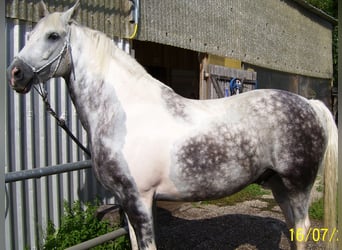 Cavallo da sella tedesco Mix, Castrone, 28 Anni, 157 cm, Può diventare grigio