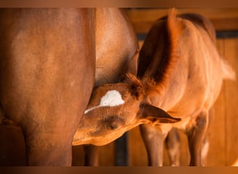 Cavallo da sella tedesco, Castrone, 2 Anni, 146 cm, Sauro