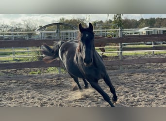 Cavallo da sella tedesco, Castrone, 2 Anni, 155 cm, Morello