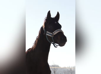 Cavallo da sella tedesco, Castrone, 2 Anni, 160 cm, Baio nero