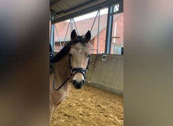 Cavallo da sella tedesco, Castrone, 3 Anni, 146 cm