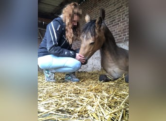 Cavallo da sella tedesco, Castrone, 3 Anni, 146 cm