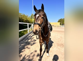 Cavallo da sella tedesco, Castrone, 3 Anni, 150 cm, Pelle di daino