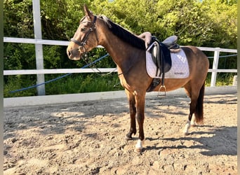 Cavallo da sella tedesco, Castrone, 3 Anni, 150 cm, Pelle di daino