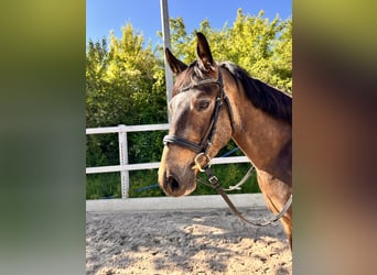 Cavallo da sella tedesco, Castrone, 3 Anni, 150 cm, Pelle di daino