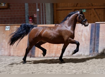 Cavallo da sella tedesco Mix, Castrone, 3 Anni, 160 cm, Baio