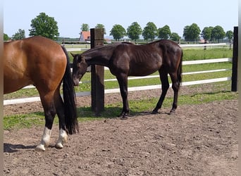 Cavallo da sella tedesco, Castrone, 3 Anni, 163 cm, Sauro scuro