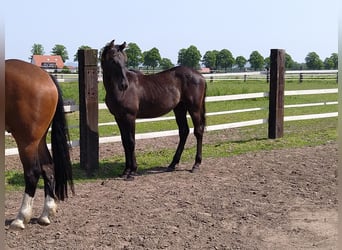 Cavallo da sella tedesco, Castrone, 3 Anni, 163 cm, Sauro scuro
