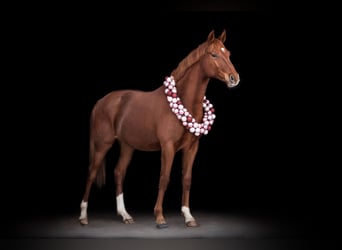 Cavallo da sella tedesco, Castrone, 3 Anni, 165 cm, Sauro