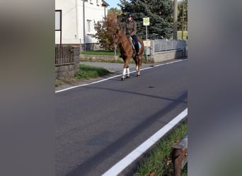 Cavallo da sella tedesco, Castrone, 3 Anni, 165 cm, Sauro scuro