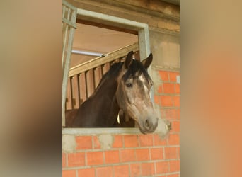 Cavallo da sella tedesco, Castrone, 3 Anni, 167 cm, Leardo