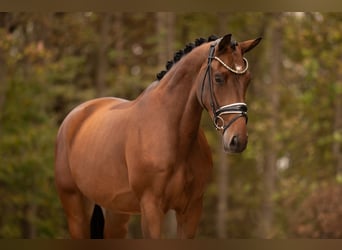 Cavallo da sella tedesco, Castrone, 3 Anni, 170 cm, Baio