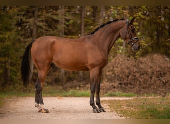 Cavallo da sella tedesco, Castrone, 3 Anni, 170 cm, Baio