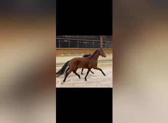 Cavallo da sella tedesco, Castrone, 3 Anni, 170 cm, Baio