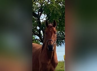Cavallo da sella tedesco, Castrone, 3 Anni, 170 cm, Baio