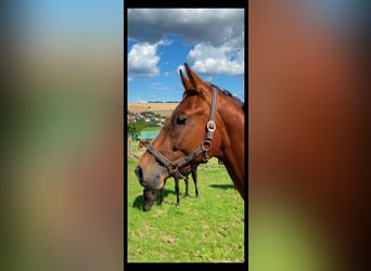 Cavallo da sella tedesco, Castrone, 3 Anni, 170 cm, Baio