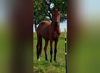 Cavallo da sella tedesco, Castrone, 3 Anni, 170 cm, Baio