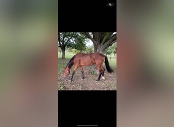 Cavallo da sella tedesco, Castrone, 3 Anni, 170 cm, Baio