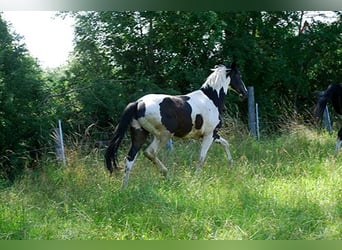Cavallo da sella tedesco, Castrone, 3 Anni, 170 cm, Pezzato