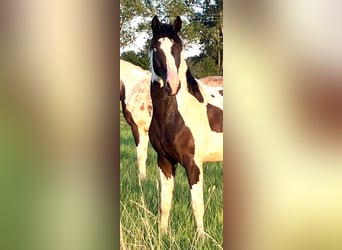Cavallo da sella tedesco, Castrone, 3 Anni, 170 cm, Pezzato