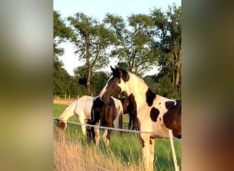 Cavallo da sella tedesco, Castrone, 3 Anni, 170 cm, Pezzato